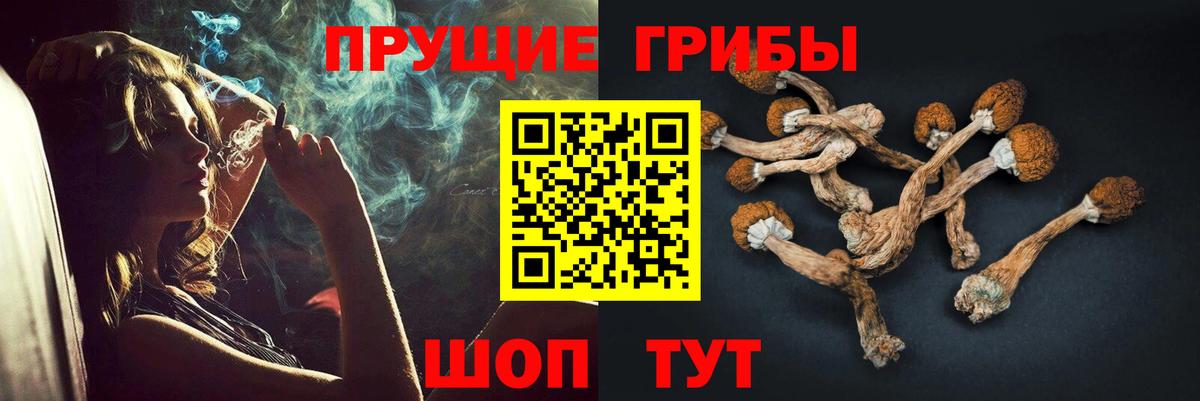 Псилоцибиновые грибы Psilocybe Алапаевск